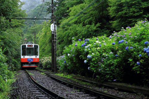 あじさい電車 2