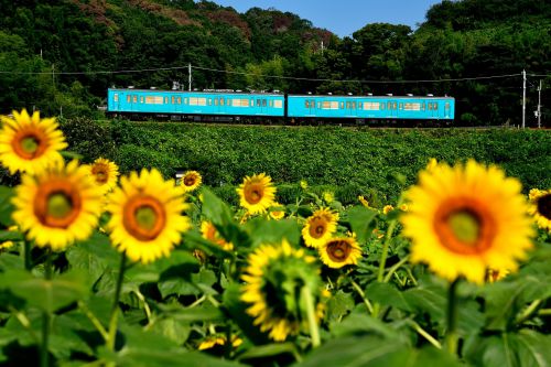 和歌山線のひまわりを見ながら行く105系ローカル電車他(大和二見~隅田)