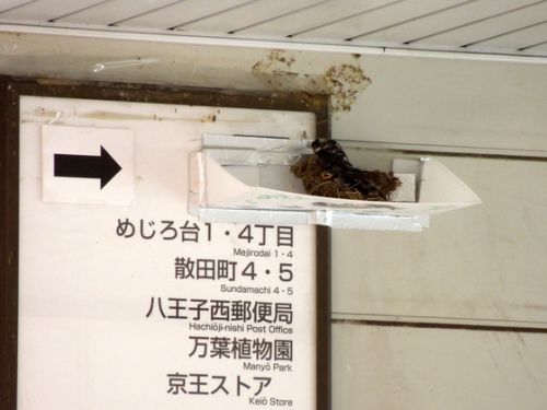 つばめの駅、巣が落下した!