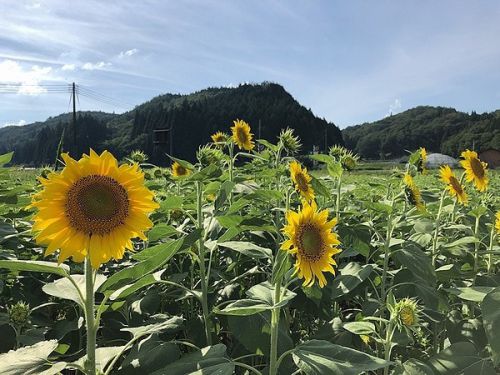 8/10 道の駅「風の家」ひまわり開花状況