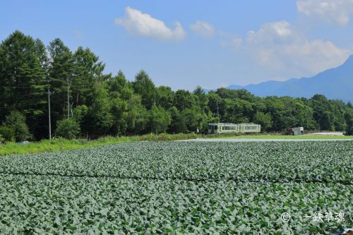 高原鉄道と高原野菜・・・