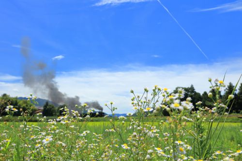 山口線の夏の風景を行くD51-200号機牽引のSL「やまぐち」号(徳佐駅)