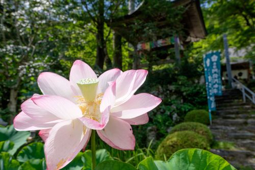 土讃線 全線全駅完乗の旅 5日目(大歩危〜豊永)