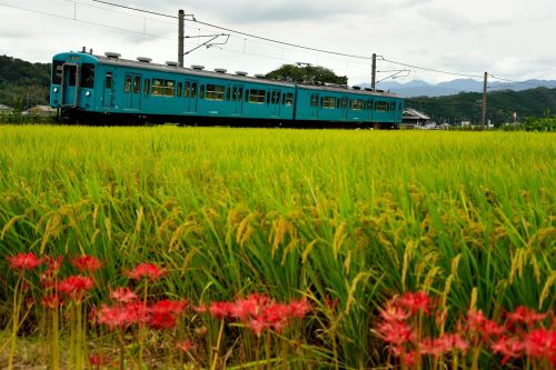 和歌山線の初秋を飾る彼岸花の里を行く105系電車(掖上~玉手)