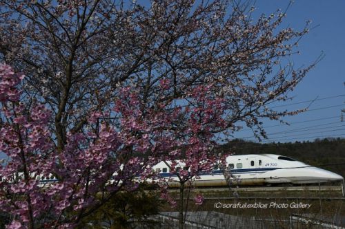 東海道新幹線 サクラ紀行3
