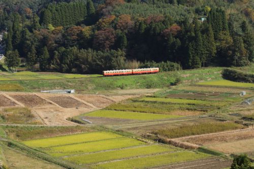 晩秋の新緑 - 2016年・小湊鉄道 -