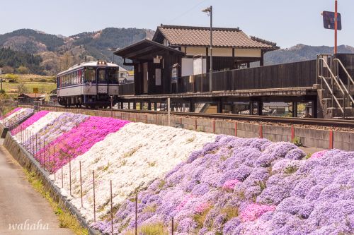 宮本武蔵駅の芝桜