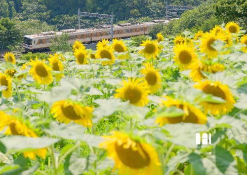 地下鉄とひまわり