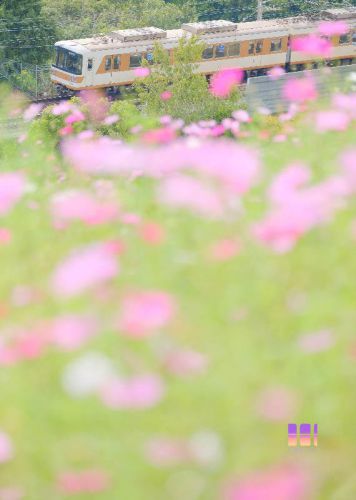 コスモスと地下鉄