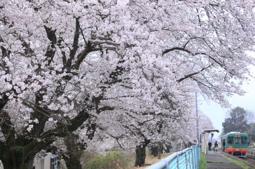 桜の駅