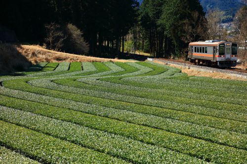 名松線の茶畑風景を行くキハ11ローカル列車(伊勢鎌倉~伊勢竹原)