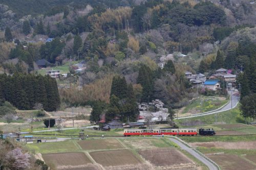 桜咲く里を走るトロッコ列車 - 2017年・小湊鉄道 -