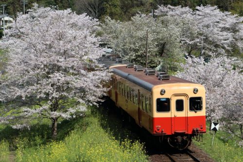 今年も花は咲いた - 2020年桜・小湊鉄道 -