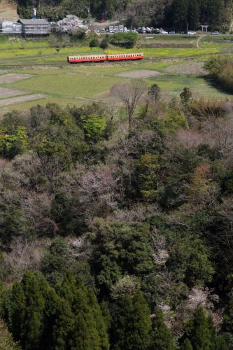 桜と菜の花は終わり近く新緑の季節が始まった - 2020年桜・小湊鉄道 -