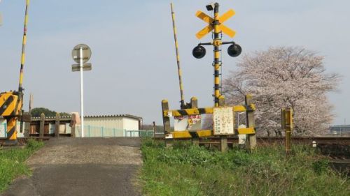 踏切の風景 三岐鉄道 三岐線「保々5号踏切 」~桜咲く朝明川の堤防~