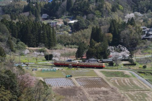 日本の山里、日本の春 - 2020年桜春・小湊鉄道 -
