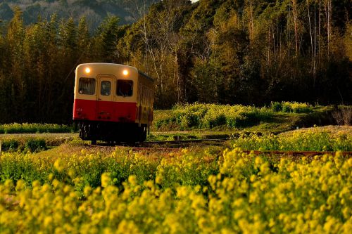 小湊鉄道の春爛漫の菜の花畑を行くキハ200形(養老渓谷~上総大久保)
