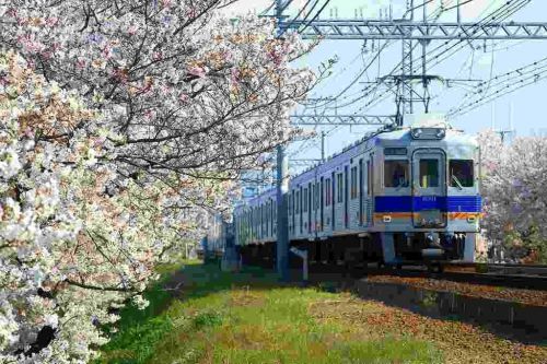 南海狭山の桜並木