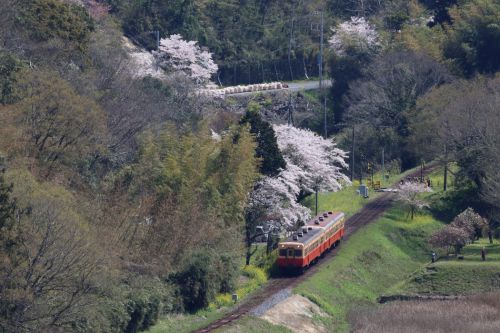 台風を乗り越えて春が来た - 2020年・秩父鉄道 -