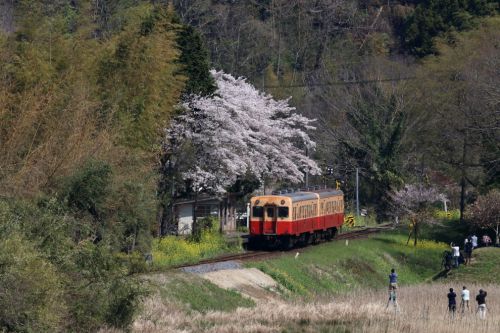 春の上総大久保駅 - 2020年桜・小湊鉄道 -