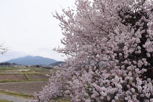 本日の撮影 飯田線は羽場駅近くの手長桜より その1