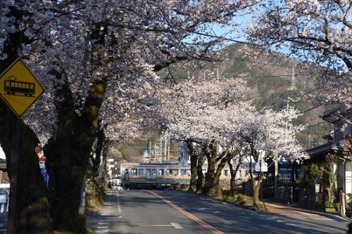本日の撮影　飯田線は宮木駅の桜並木から　その1