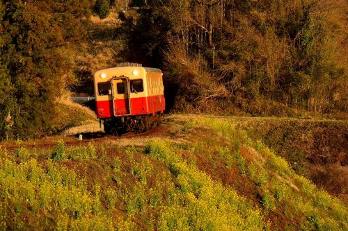 小湊鉄道の夕刻の菜の花が咲く築堤を行くキハ200形(上総大久保~月崎)
