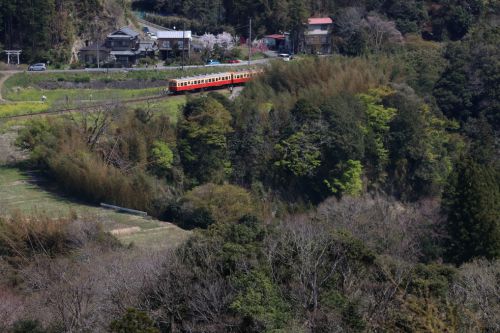春の彩り - 2020年春・小湊鉄道 -