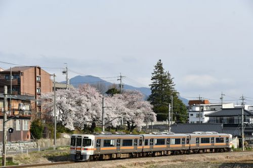 4月12日撮影 飯田線は伊那松島駅近くの桜と絡めて