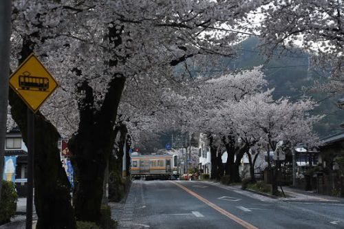 4月19日撮影 飯田線は宮木駅の桜と絡めて・・