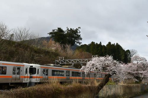 4月19日撮影 中央西線は洗馬駅の桜と絡めて