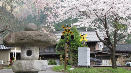 長良川鉄道 第1二日町踏切付近 ~春~