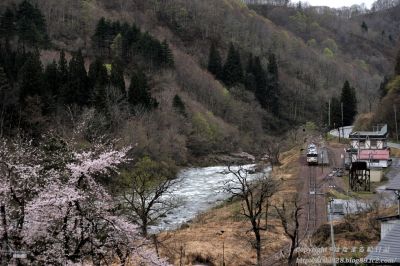 サクラとキハを愛でる #山間の始発駅