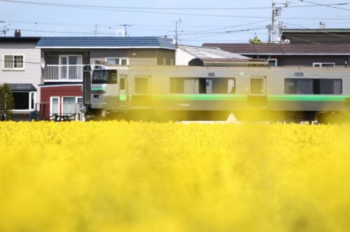 菜の花と電車&札タ観察 2020/05/23