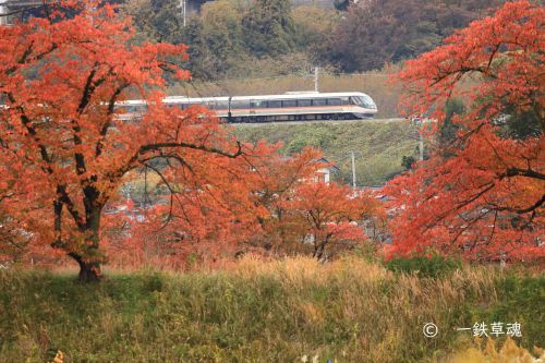 特急しなのと真っ赤な桜