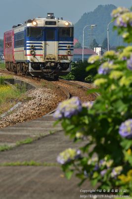 アジサイ咲く薮神駅