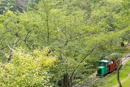 これまたお久しぶりの、シグナス森林鉄道