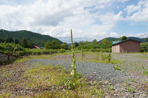 下金山駅のビロードモウズイカ