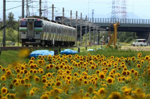 向日葵と電車 2020/08/16
