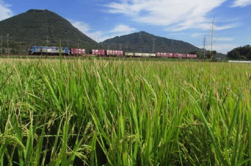 乗り鉄活動 新潟から磐越西線経由で米沢へ 1990-08-28