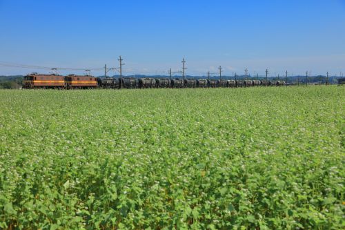 三岐鉄道のそばの白い花が咲くそば畑の中を行くセメント貨物(丹生川~三里)