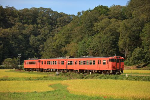 津山線の実りの秋の稲穂風景を行くキハ47系ローカル列車(亀甲~佐良山)