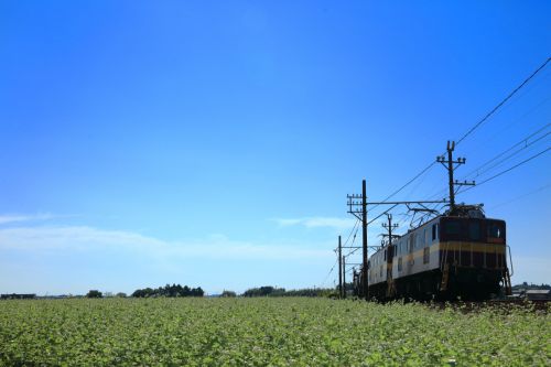 三岐鉄道のそばの白い花が逆光線に輝く風景を行くED50重連牽引セメント貨物他(丹生川~三里)
