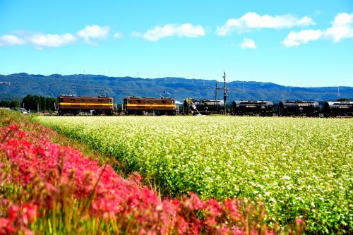 三岐鉄道の白いそばの白い花と彼岸花のある風景を行くセメント貨物(丹生川~三里)