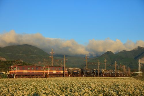 三岐鉄道の朝陽に輝くそばの白い花の風景の中を行くED45重連セメント貨物と801系赤電(丹生川~三里)