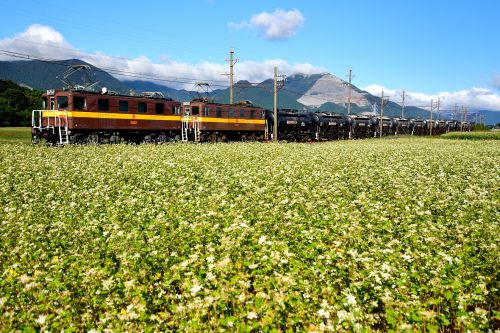 三岐鉄道のそばの白い花が咲き誇る藤原岳の裾野を行くED45重連牽引セメント貨物(丹生川~三里)