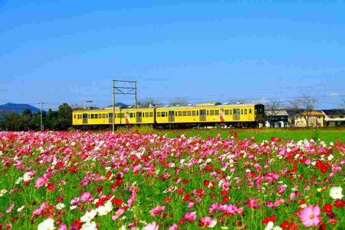 秋桜と近江鉄道