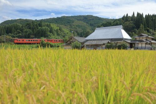 津山線の実りの黄金色の稲穂風景の中を行くキハ47系ローカル列車(弓削~神目)