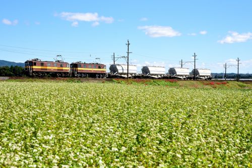 三岐鉄道のそばの白い花が咲き誇る日和を行くED45重連牽引の白ホキ貨物(丹生川~三里)