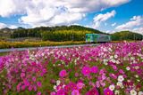 コスモスと北条鉄道